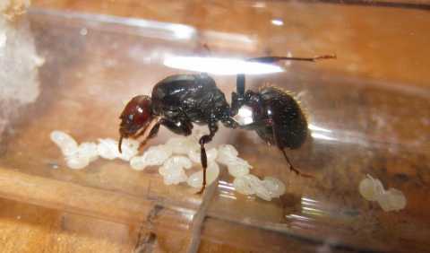 I mirmecofili, coloro che allevano le formiche: Le ammiriamo